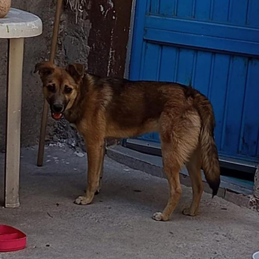 CANELA | Raza Mestiza, cruza de Pastor Belga Malinois | Perdida