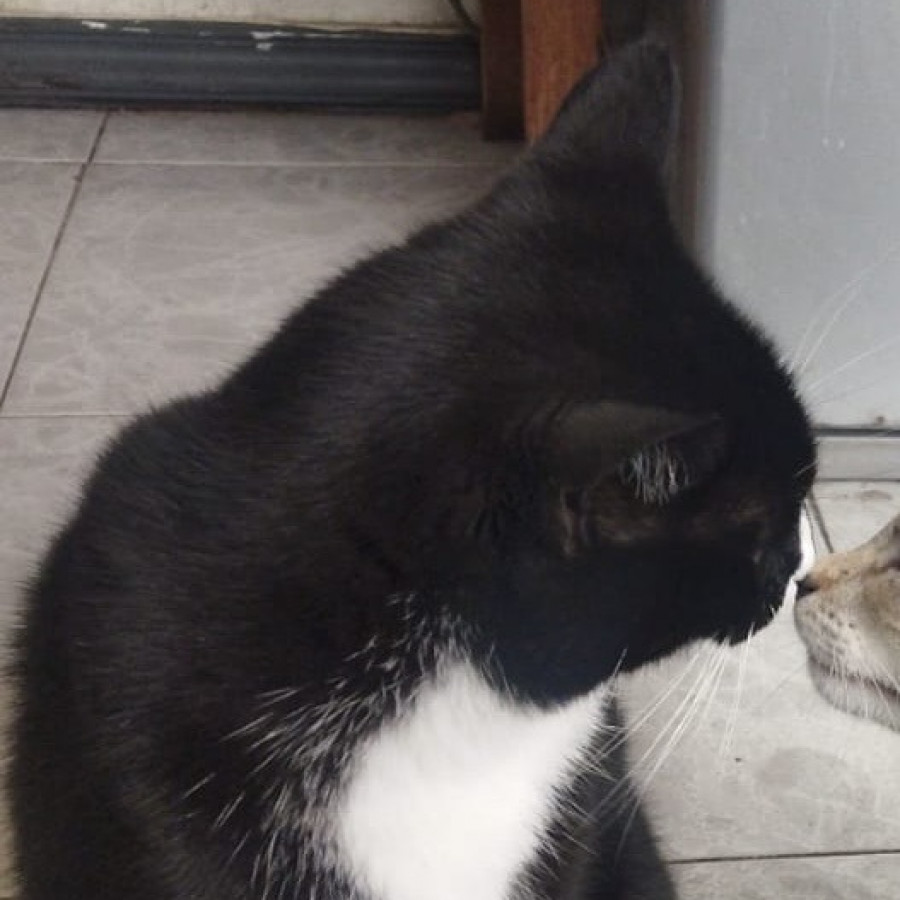 NEGRA | Raza Doméstico Américano de Pelo Corto | Final Feliz