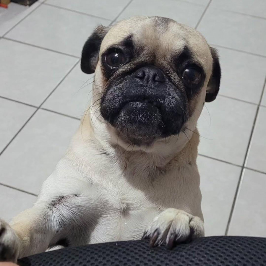 PUCA | Raza Pug o Carlin | Perdida