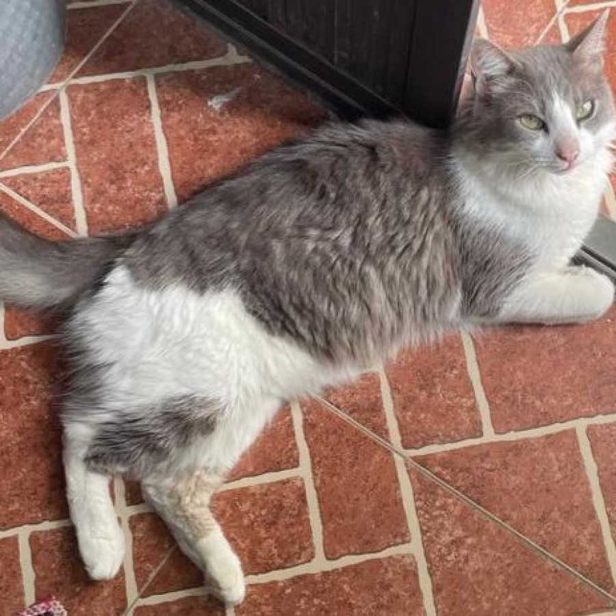 TOM | Raza Doméstico Americano De Pelo Semilargo | Perdido