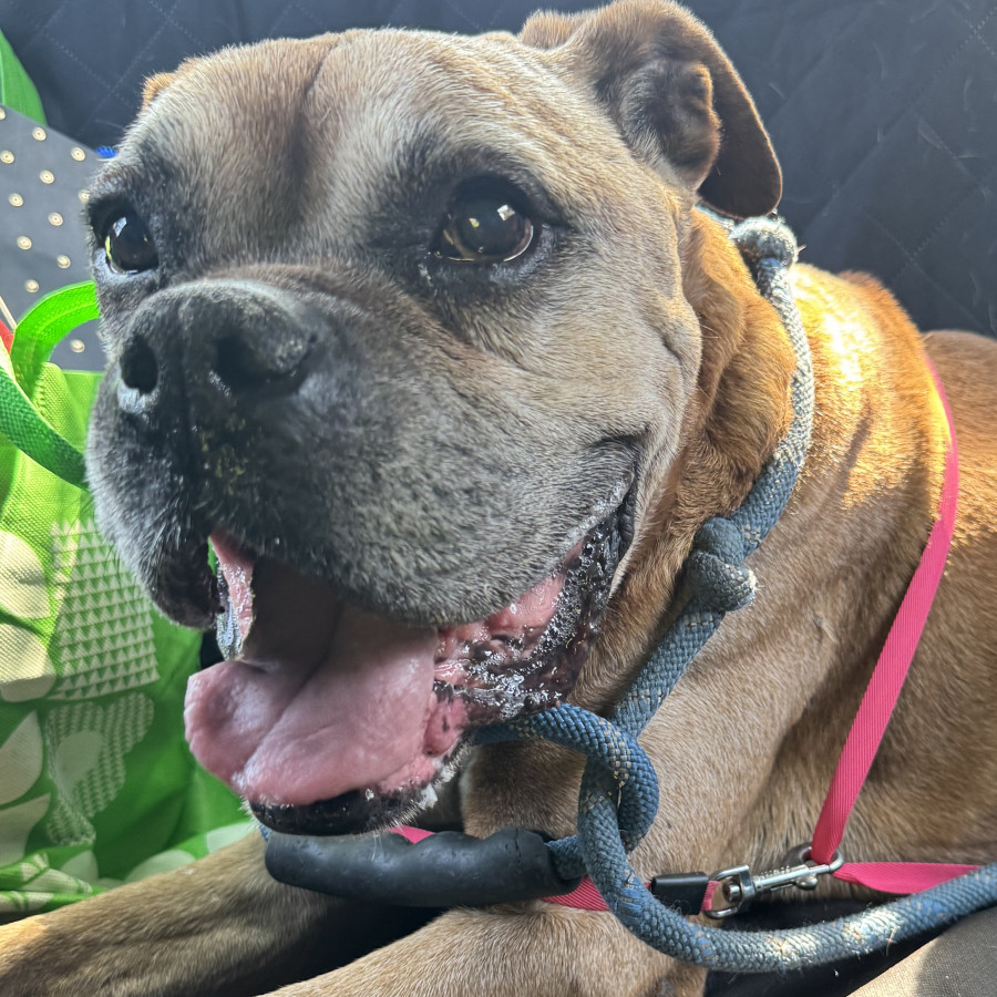  | Raza Bóxer  | Encontrado