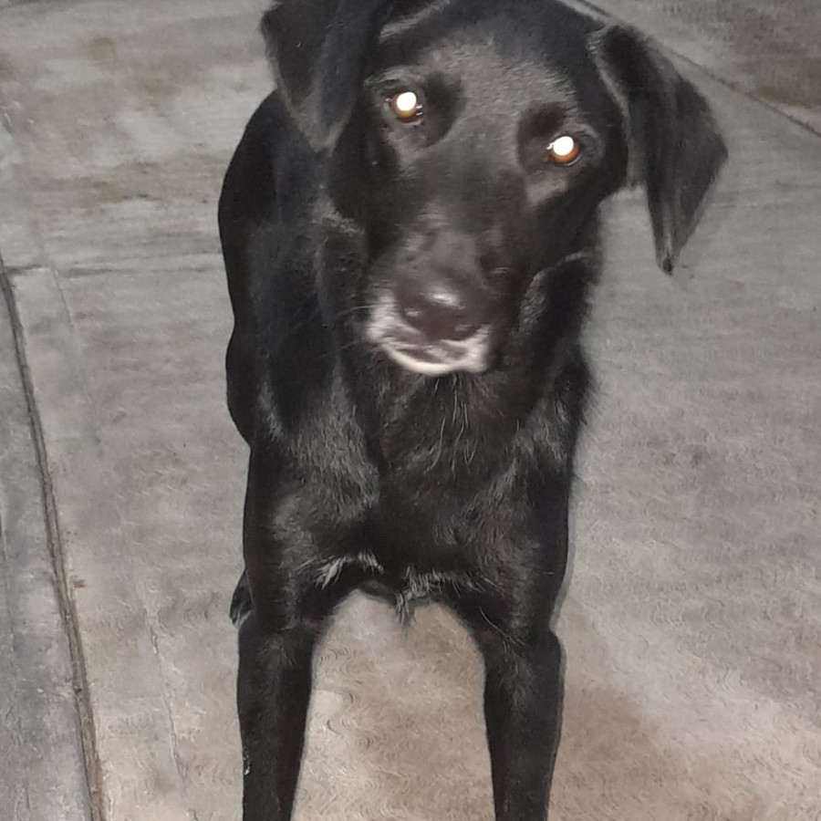 BALA | Raza Mestiza, cruza de Labrador | Perdida