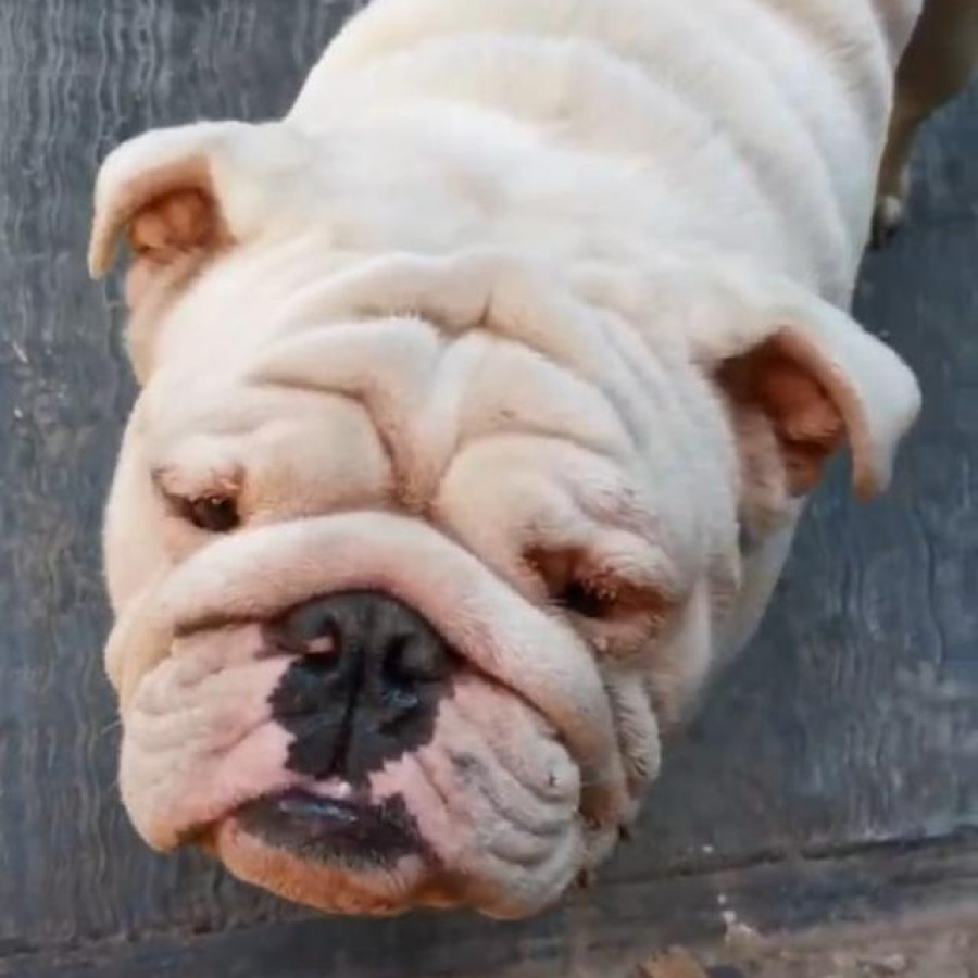 TIFÓN | Raza Bulldog Inglés  | Perdido