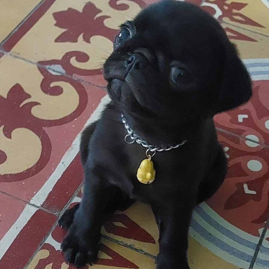 MEI | Raza Pug o Carlin | Perdida