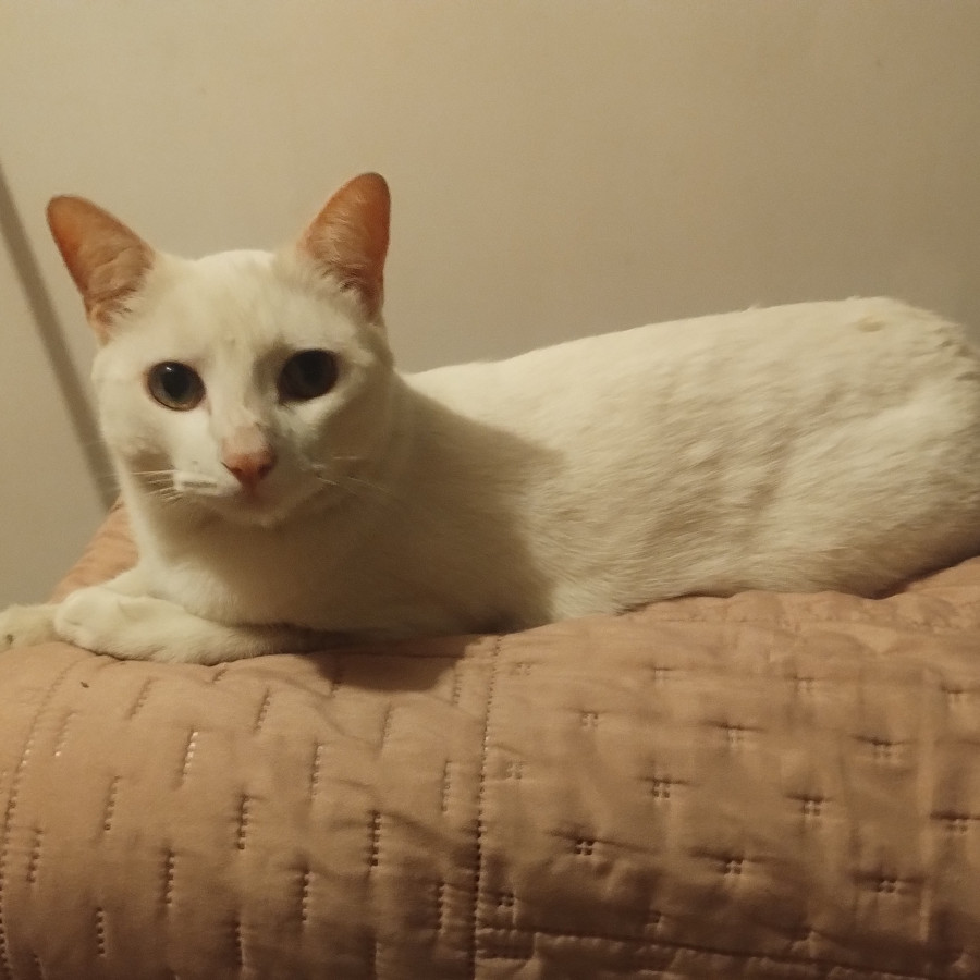 CIEGO | Raza Khao Manee | Perdido