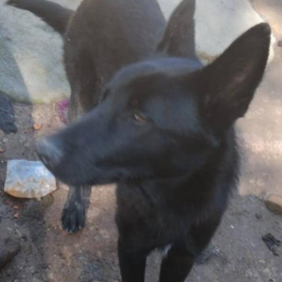 THOR | Raza Pastor Belga Maliniois | Perdido