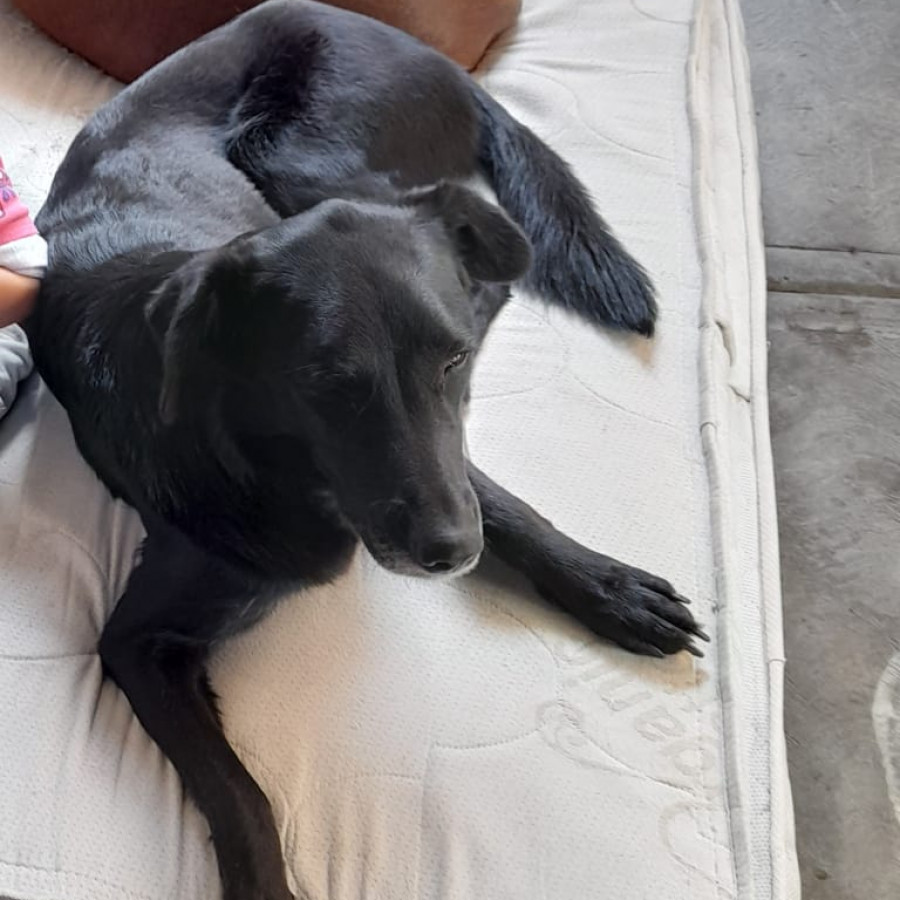 BALA | Raza Mestiza, cruza de Labrador | Perdida