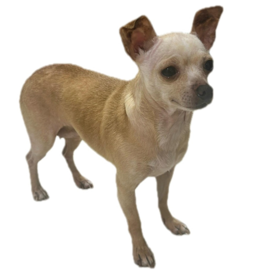  | Raza Chihuahua | Encontrada