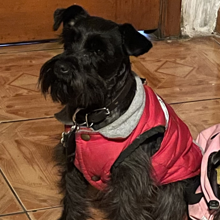 BOND | Raza Schnauzer Miniatura  | Final Feliz