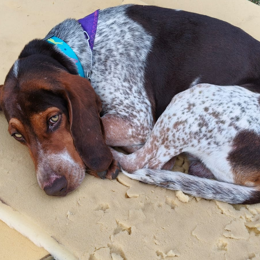  | Raza Sabueso Fino Colombiano o  Coonhound | Encontrado