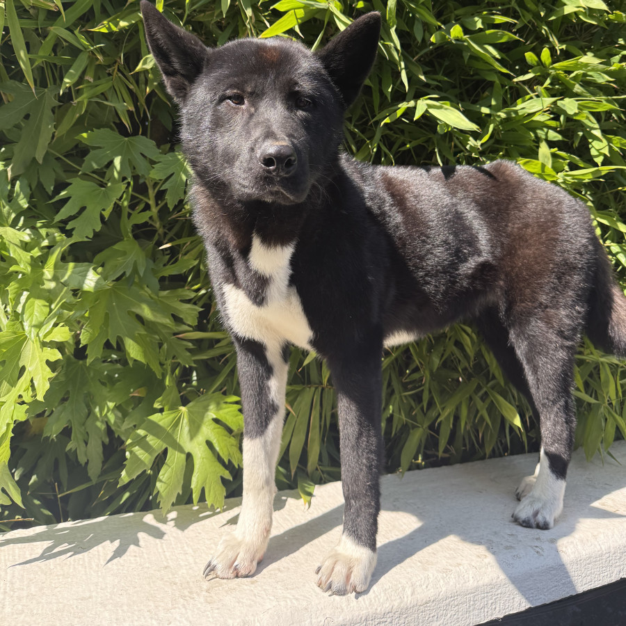  | Raza Mestizo, cruza de Akita | Encontrada
