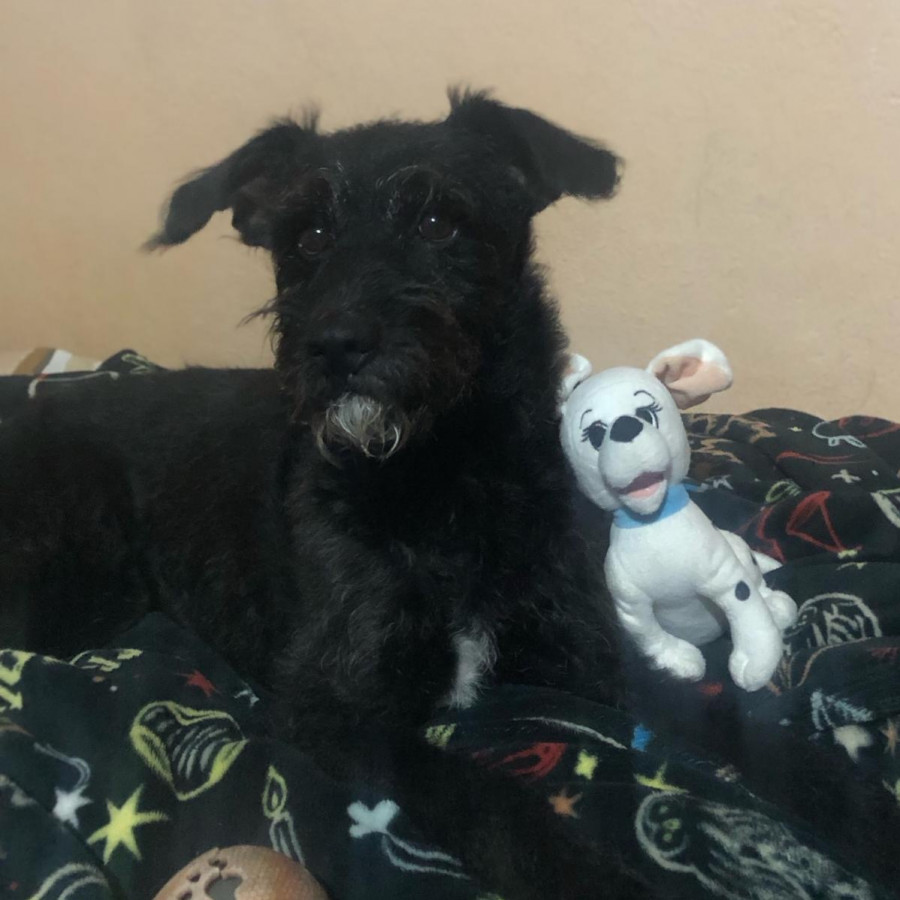 BUDDY | Raza Mestizo, cruza de Schnauzer con Poodle, (Schnoodle) | Perdido
