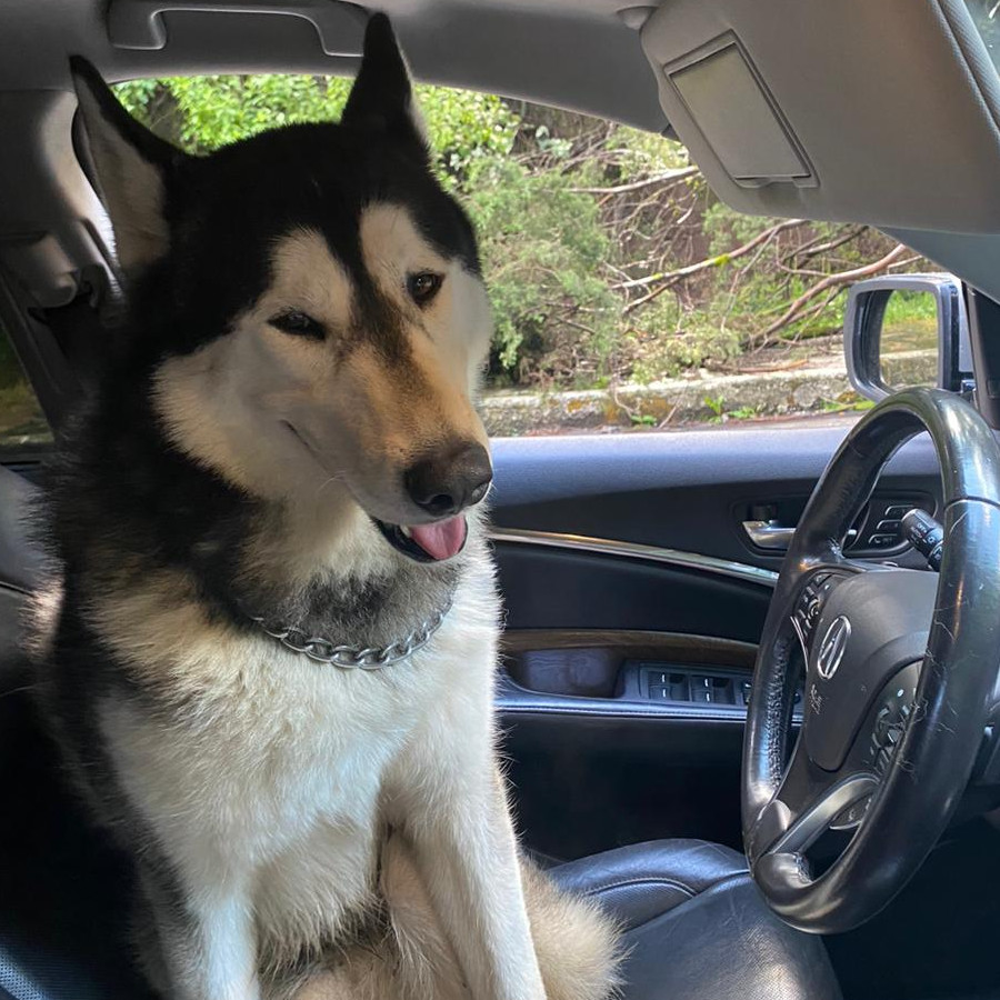  | Raza Husky Siberiano | Final Feliz