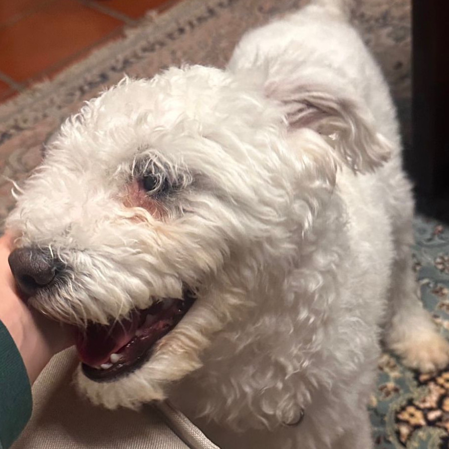  | Raza Mestizo, cruza de French Poodle | Encontrado