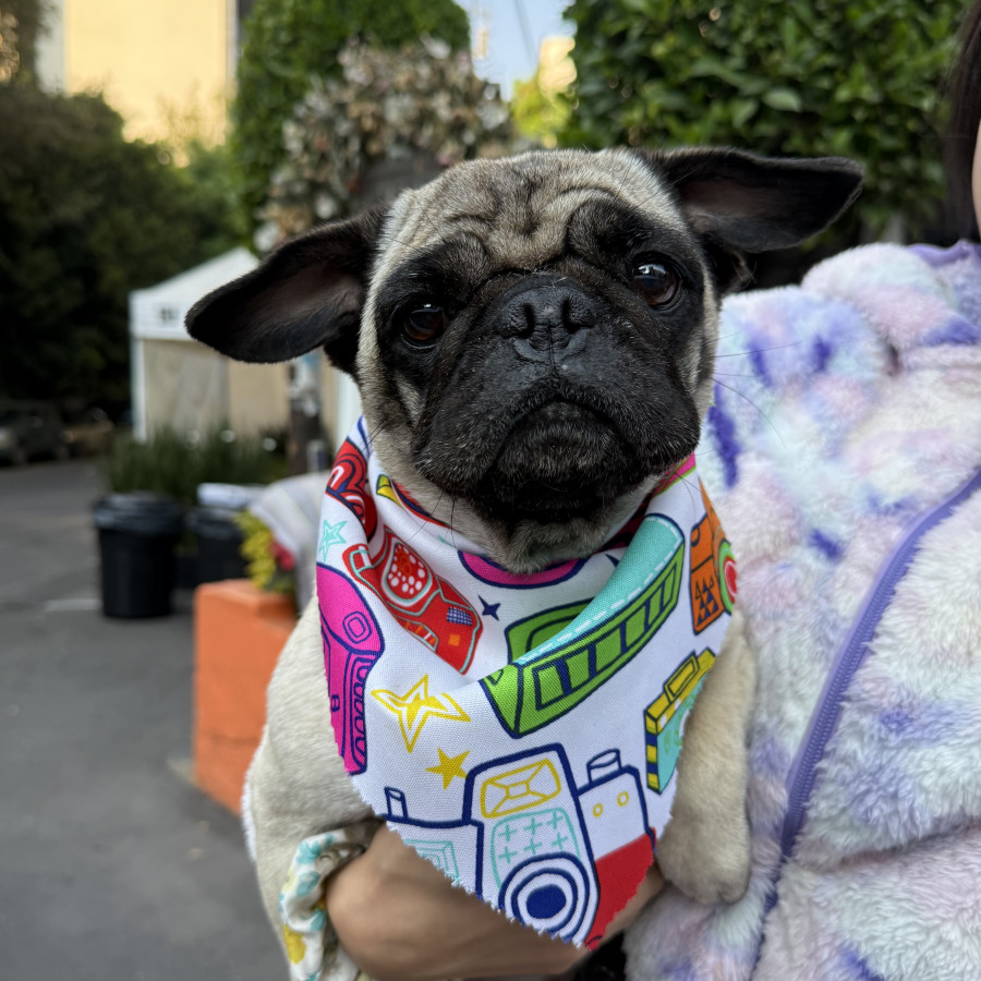  | Raza Pug o Carlin | Encontrada