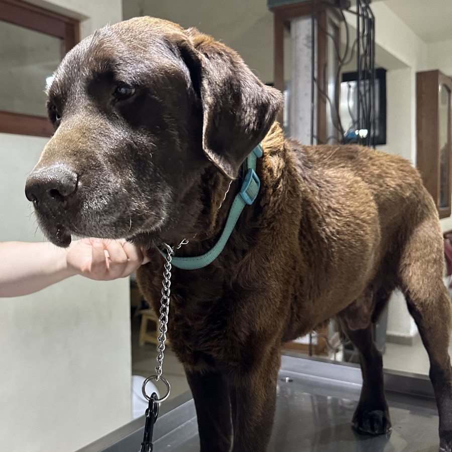  | Raza Labrador  | Encontrado
