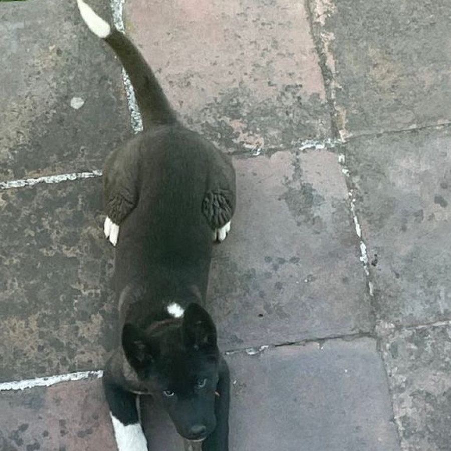 ZUKI | Raza Akita Americano   | Perdida