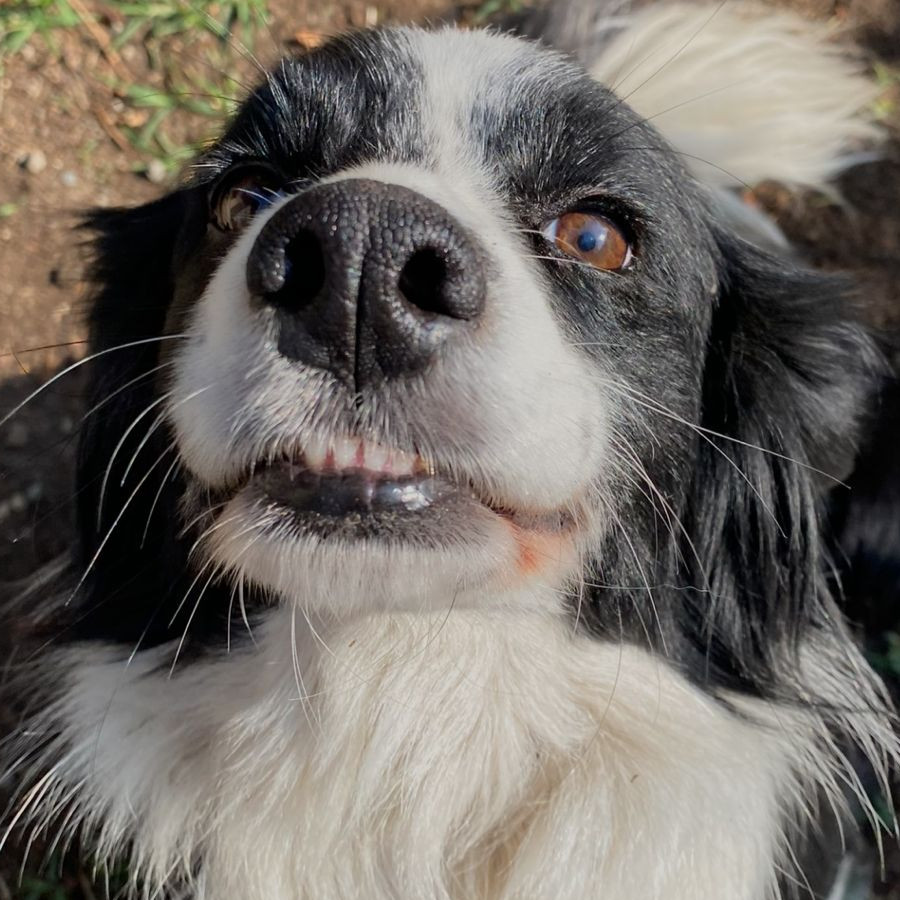 CHACHITA | Raza Mestiza, cruza de Border Collie | Final Feliz