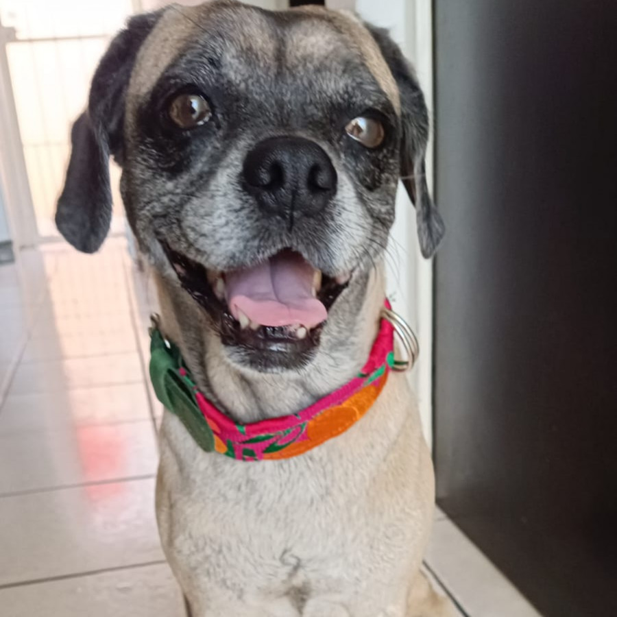 MEI | Raza Mestiza, cruza de Pug con Cocker | Perdida