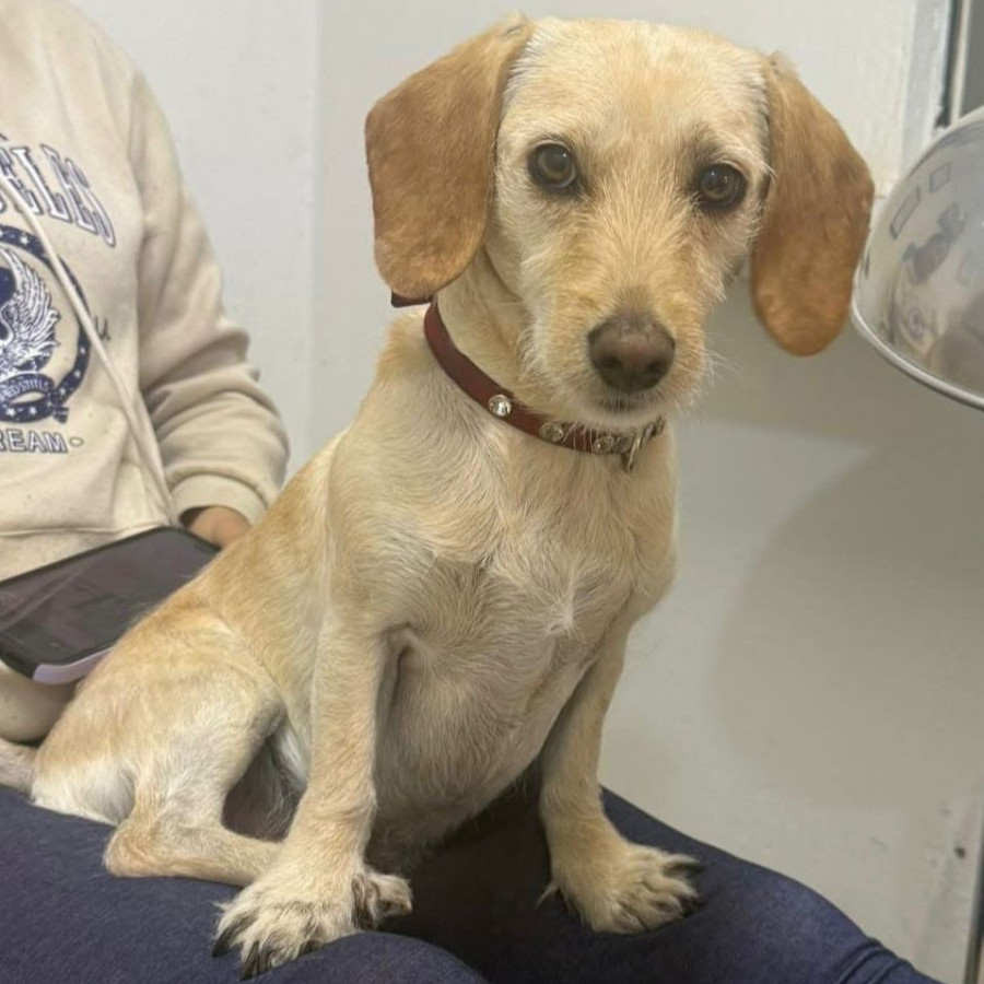 BENY | Raza Mestizo, cruza de Dachshund o Salchicha con Maltés | Perdido