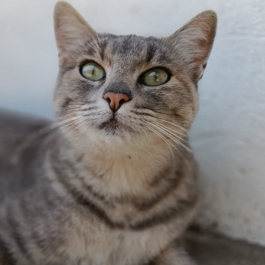 GORDITA | Raza Doméstico Américano de Pelo Corto | En Adopción