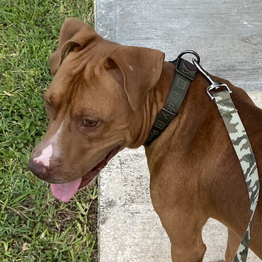 CANELO | Raza American Staffordshire Terrier | En Adopción