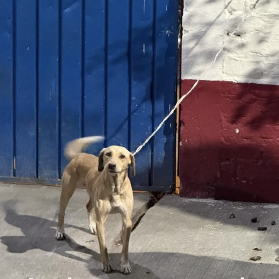 TOBY | Raza Mestizo, cruza de Labrador con Galgo | Final Feliz