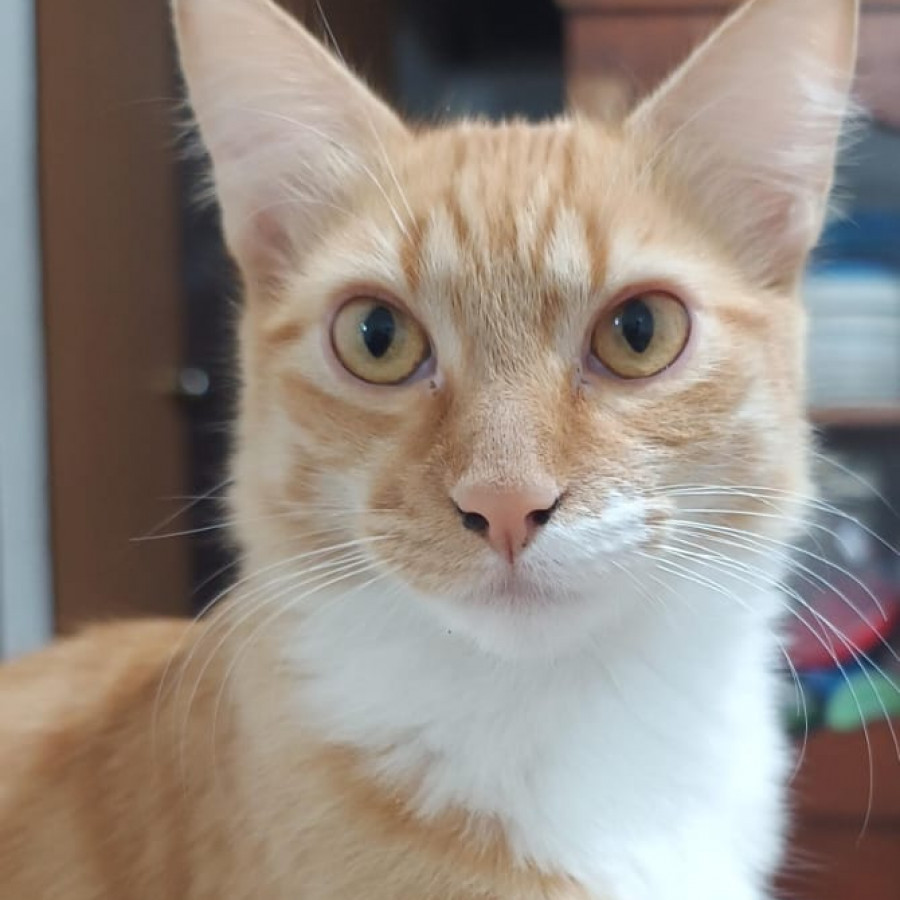 TIGRINA | Raza Doméstico Americano de Pelo Semilargo | Perdida