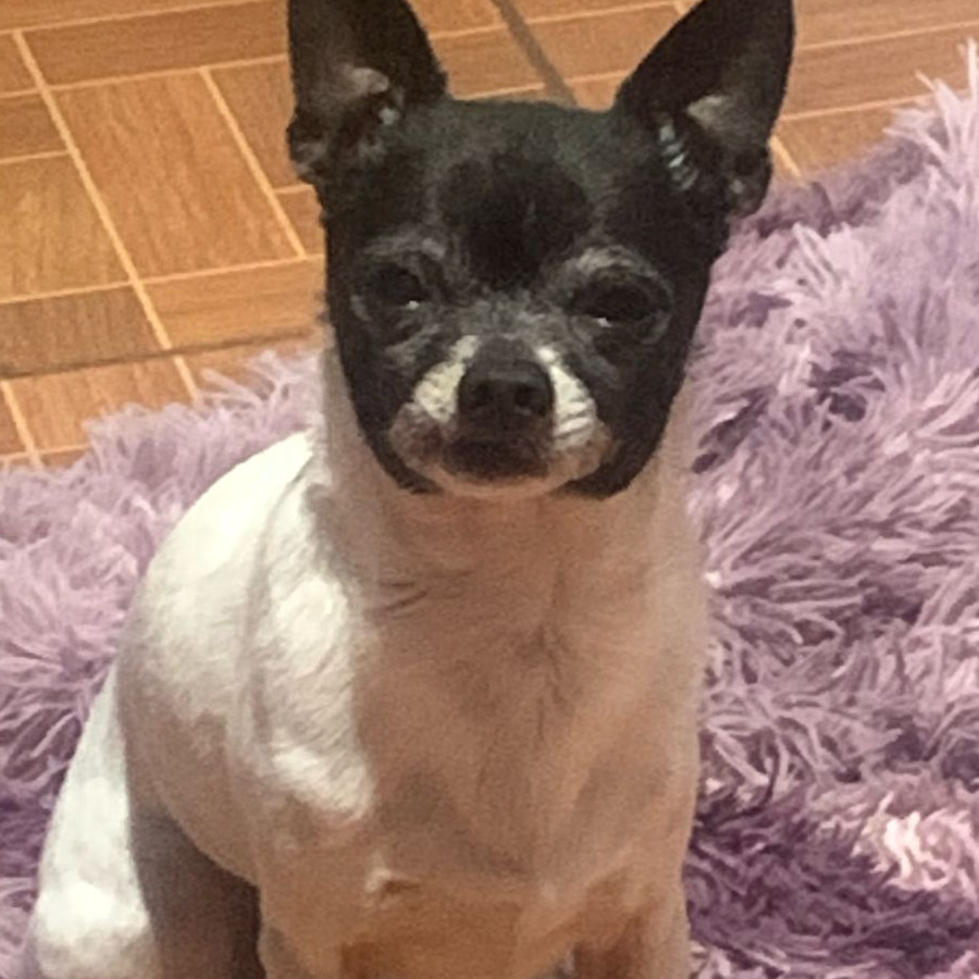 GALLETA | Raza Chihuahua | Perdido
