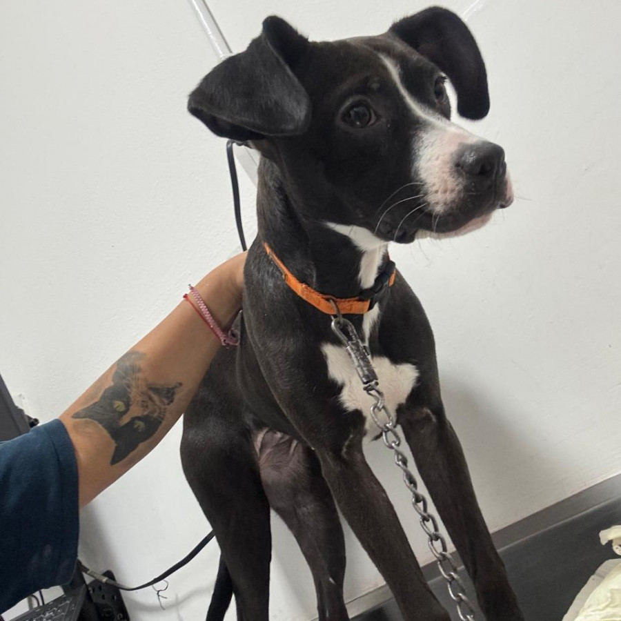  | Raza Mestiza | Encontrada