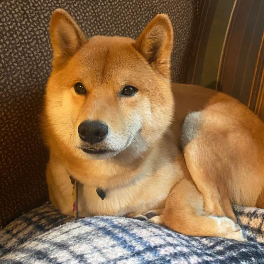 FOSTER | Raza Shiba Inú | Final Feliz