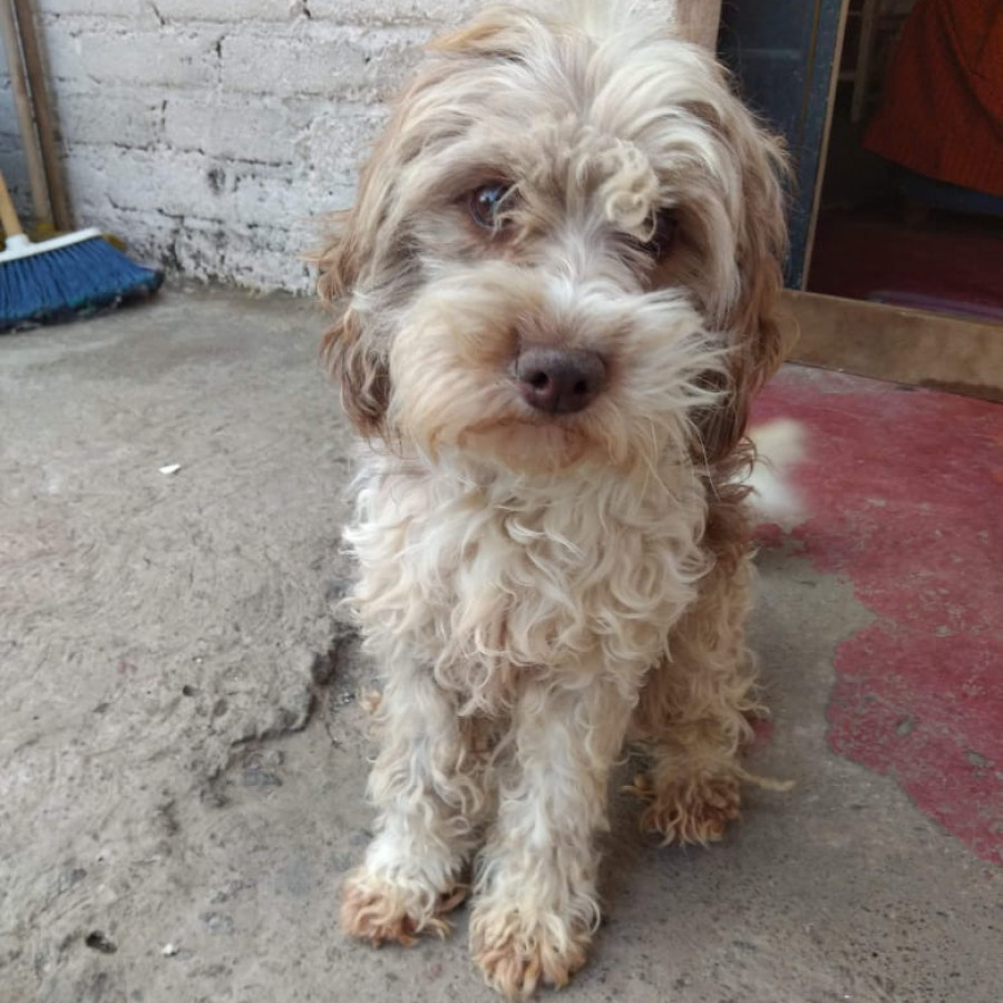 VAQUITA | Raza Mestiza | Perdida