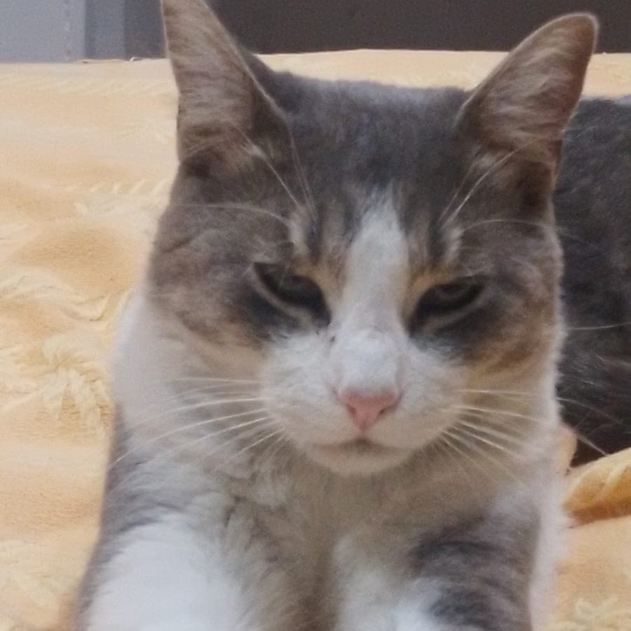 TOMMY | Raza Doméstico Américano de Pelo Corto | Perdido