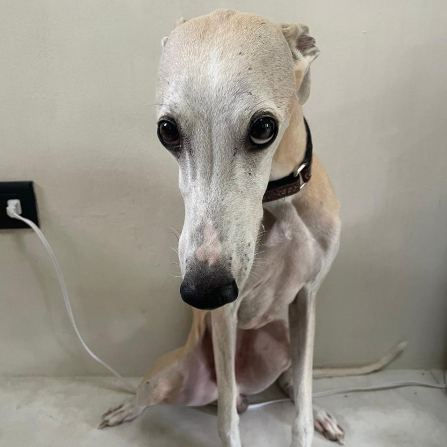 BUTTERS | Raza Galgo Italiano | Perdido