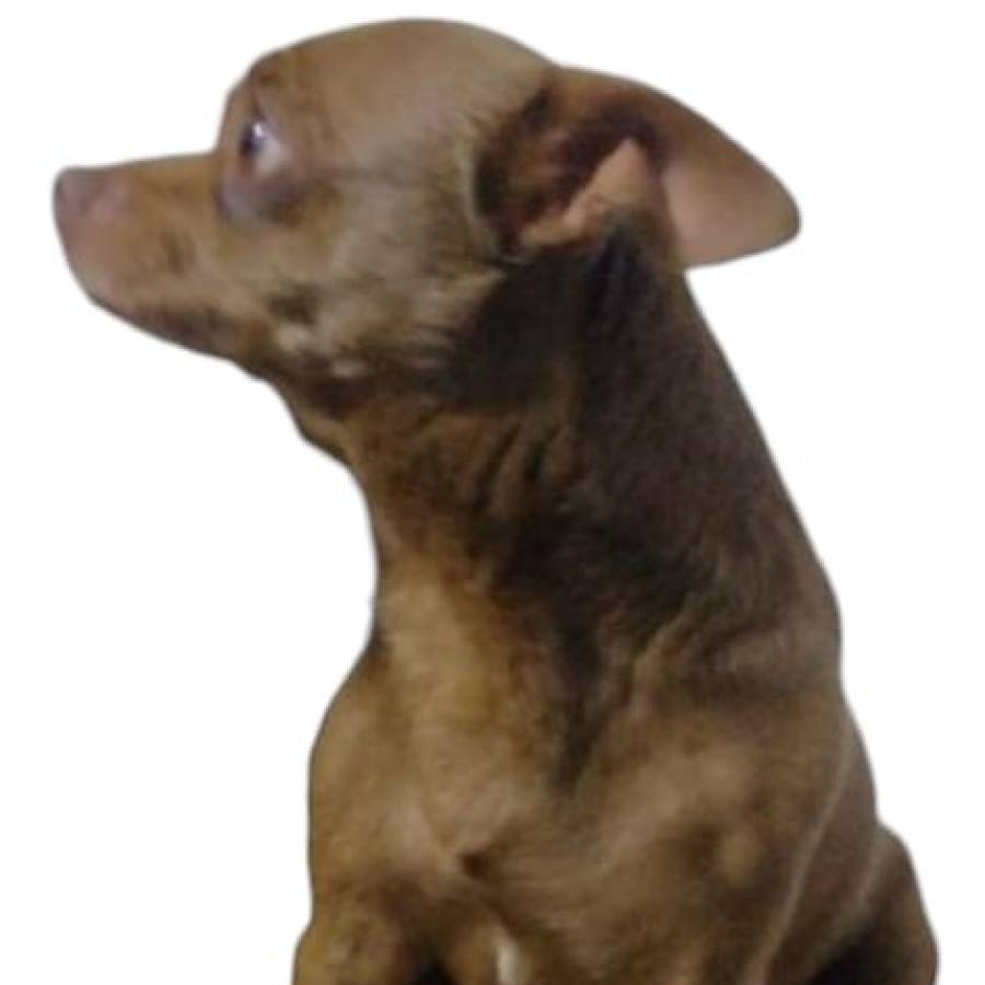 PUCHI | Raza Chihuahua | Perdido