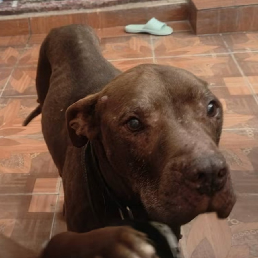 TRUCO | Raza American Pitbull Terrier | Perdido