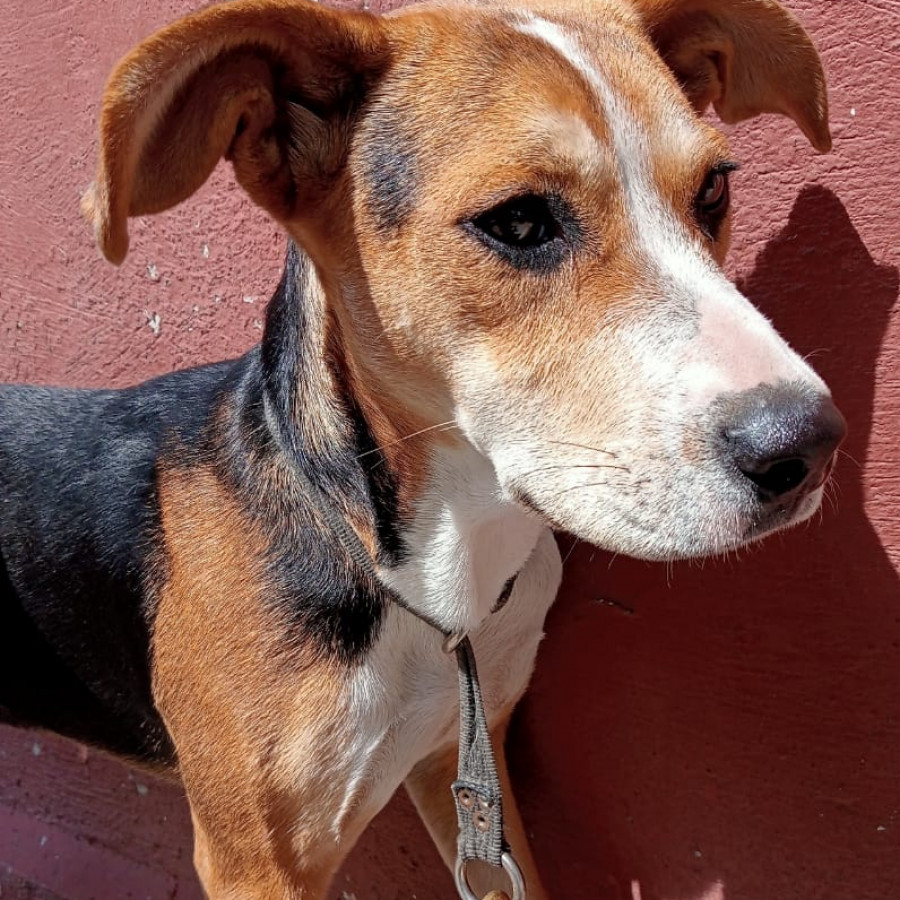  | Raza Mestiza, posible cruza de Beagle | Encontrada