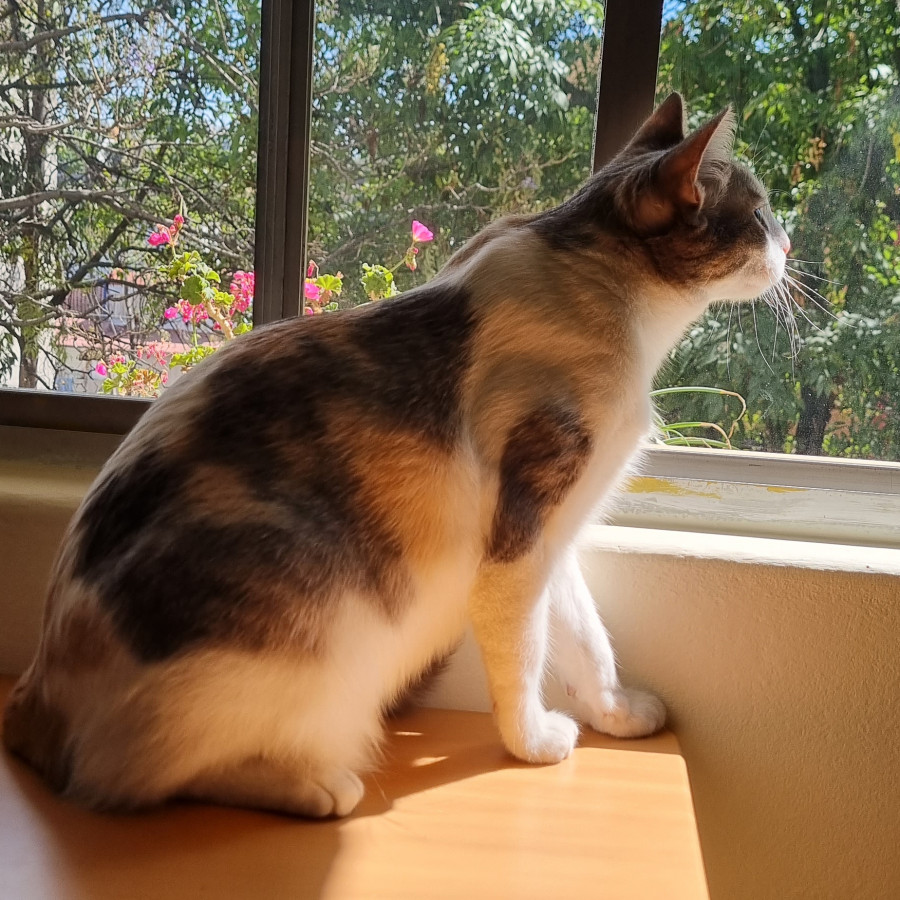 CATY | Raza Calicó Tricolor de Pelo Corto | Perdida