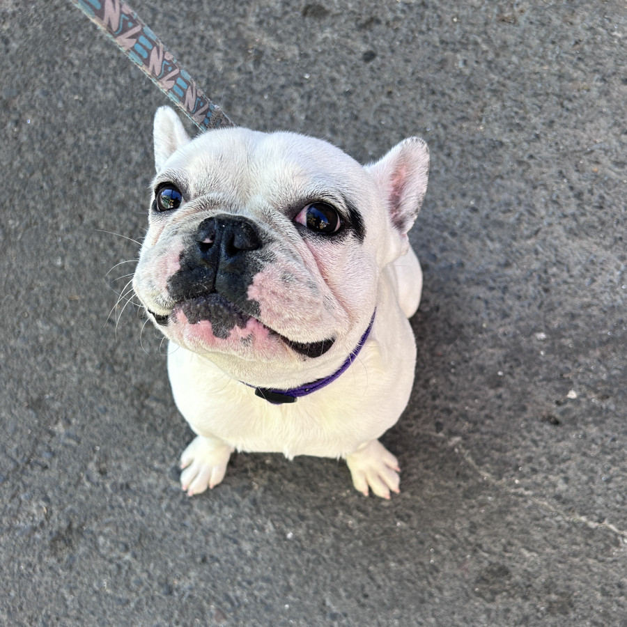 KOBY | Raza Bulldog Francés  | Final Feliz