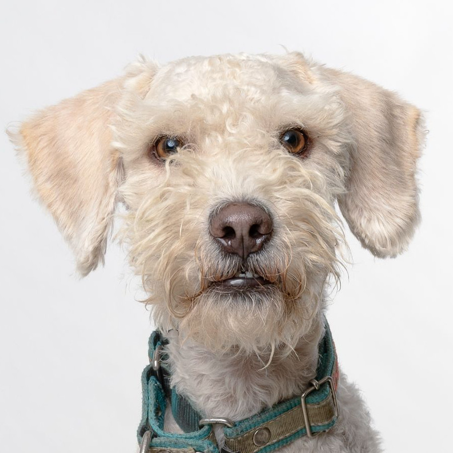 PANCHO | Raza French Poodle o Caniche | Perdido