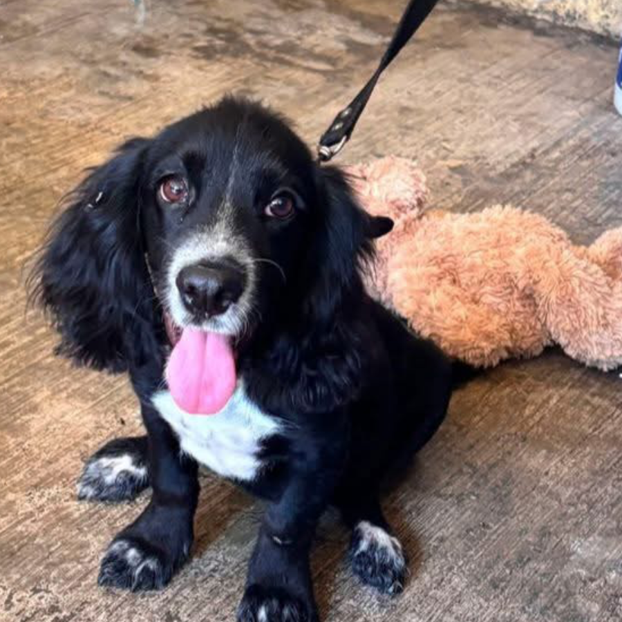 CHESTER | Raza Cocker Spaniel | Perdido