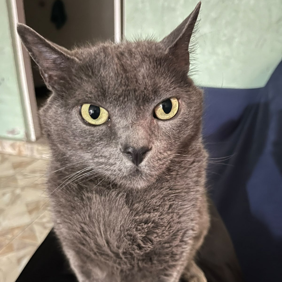 GRIS | Raza Ruso Azul | Perdido
