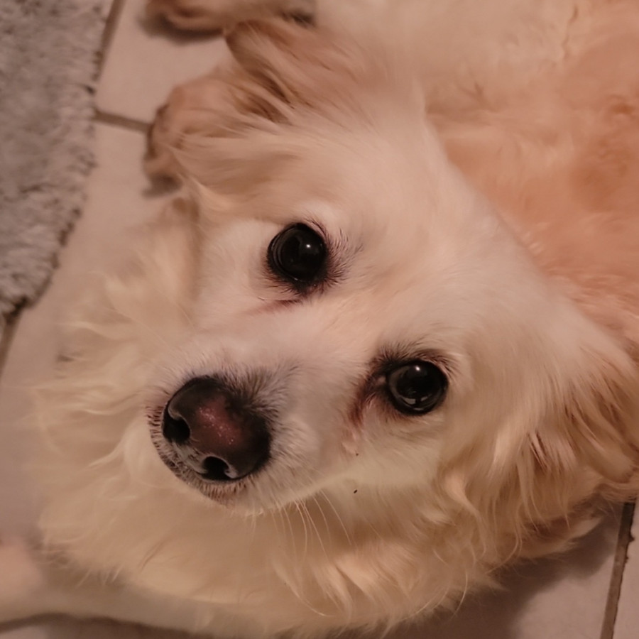 COCO | Raza Mestizo, cruza de Pomerania | Perdido