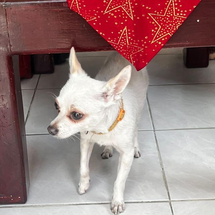  | Raza Chihuahua | Final Feliz