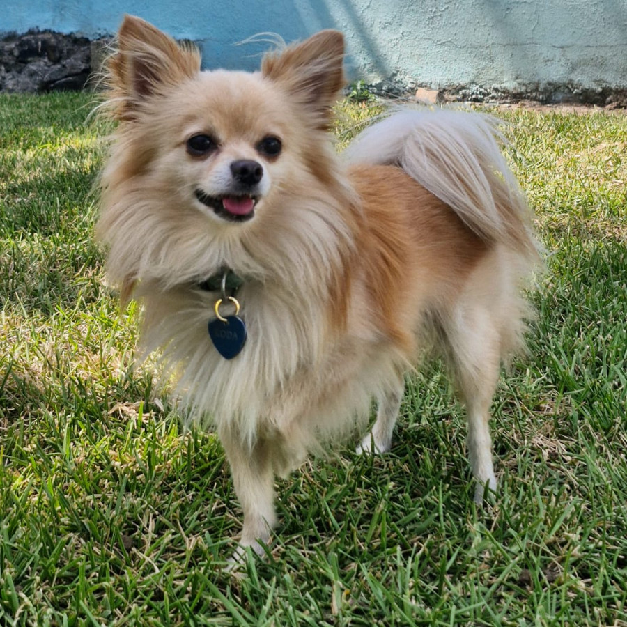 KODA | Raza Chihuahua de pelo largo | Perdido