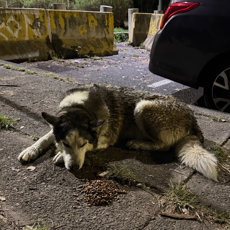  | Raza Husky Siberiano | Encontrado