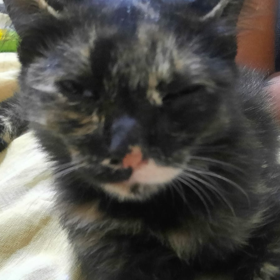 BETY | Raza Calicó de pelo semilargo | Perdida