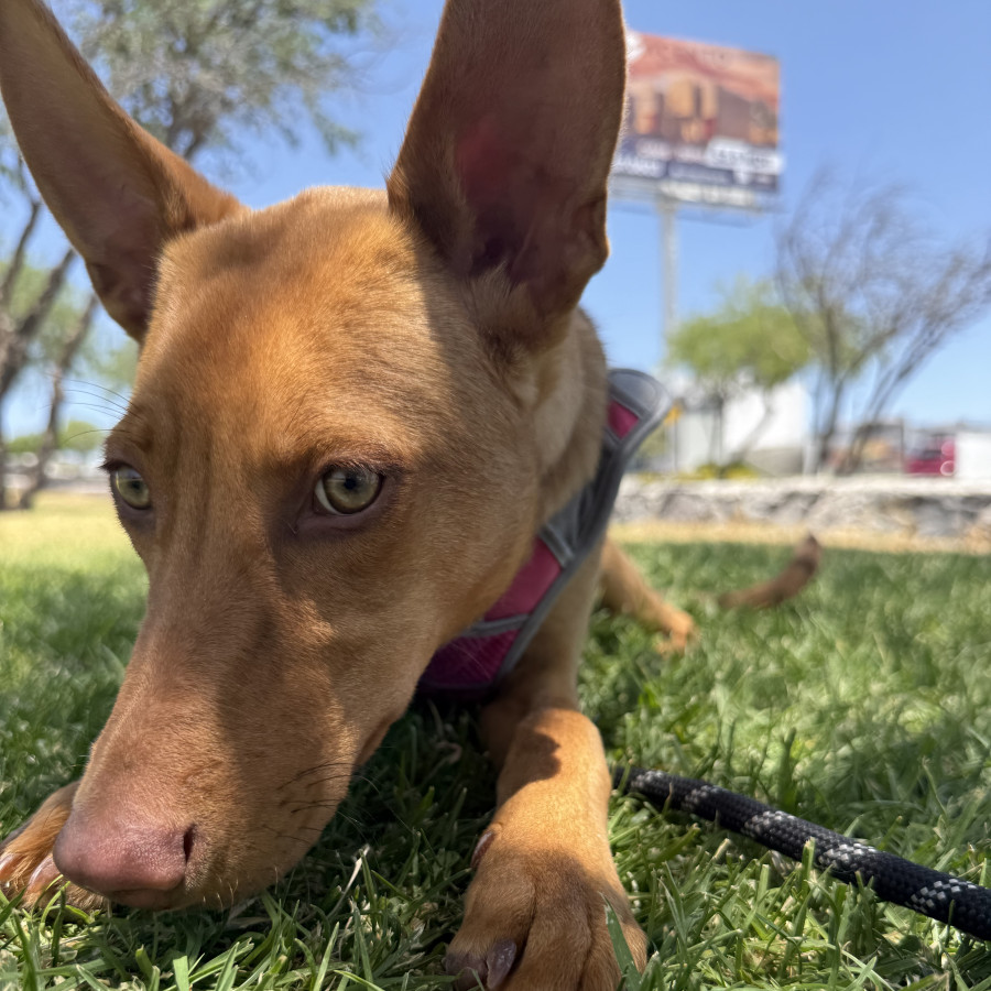 TRUFA | Raza Mestiza | En Adopción