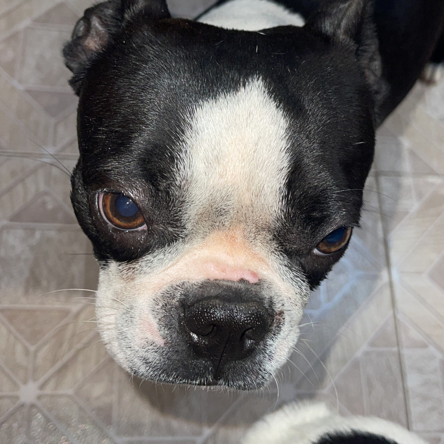 EBISU | Raza Boston Terrier  | Final Feliz