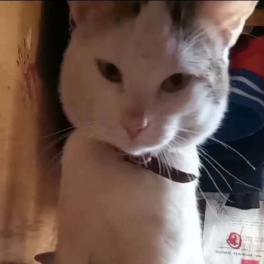 ROMEO | Raza Doméstico Américano de Pelo Corto | Perdido